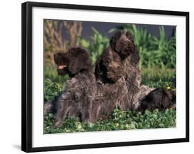 Korthal's Griffon / Wirehaired Pointing Griffon Puppies Resting / Playing in Grass-Adriano Bacchella-Framed Photographic Print