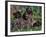 Korthal's Griffon / Wirehaired Pointing Griffon Puppies Resting / Playing in Grass-Adriano Bacchella-Framed Photographic Print