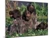 Korthal's Griffon / Wirehaired Pointing Griffon Puppies Resting / Playing in Grass-Adriano Bacchella-Mounted Photographic Print