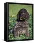 Korthal's Griffon / Wirehaired Pointing Griffon Puppy Eating Flower-Adriano Bacchella-Framed Stretched Canvas