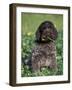 Korthal's Griffon / Wirehaired Pointing Griffon Puppy Eating Flower-Adriano Bacchella-Framed Photographic Print