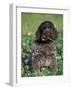 Korthal's Griffon / Wirehaired Pointing Griffon Puppy Eating Flower-Adriano Bacchella-Framed Photographic Print