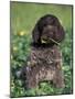 Korthal's Griffon / Wirehaired Pointing Griffon Puppy Eating Flower-Adriano Bacchella-Mounted Photographic Print