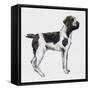 Korthals Griffon or Wirehaired Pointing Griffon (Canis Lupus), Canidae-null-Framed Stretched Canvas