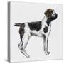 Korthals Griffon or Wirehaired Pointing Griffon (Canis Lupus), Canidae-null-Stretched Canvas