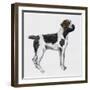 Korthals Griffon or Wirehaired Pointing Griffon (Canis Lupus), Canidae-null-Framed Giclee Print