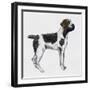 Korthals Griffon or Wirehaired Pointing Griffon (Canis Lupus), Canidae-null-Framed Giclee Print