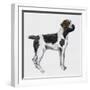 Korthals Griffon or Wirehaired Pointing Griffon (Canis Lupus), Canidae-null-Framed Giclee Print