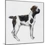 Korthals Griffon or Wirehaired Pointing Griffon (Canis Lupus), Canidae-null-Mounted Giclee Print