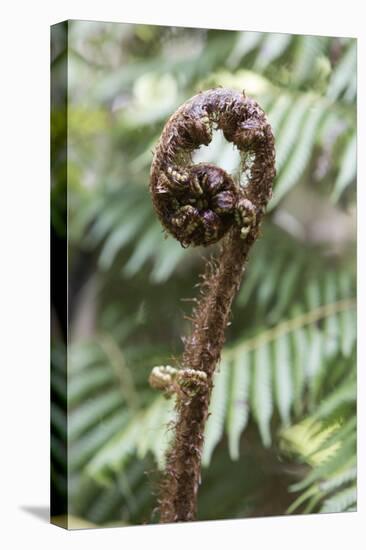 Koru Spiral Shaped Unfurling Silver Fern Fronds, Fiordland National Park, South Island-Stuart Black-Stretched Canvas