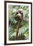 Koru Spiral Shaped Unfurling Silver Fern Fronds, Fiordland National Park, South Island-Stuart Black-Framed Photographic Print