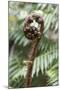 Koru Spiral Shaped Unfurling Silver Fern Fronds, Fiordland National Park, South Island-Stuart Black-Mounted Photographic Print