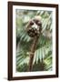 Koru Spiral Shaped Unfurling Silver Fern Fronds, Fiordland National Park, South Island-Stuart Black-Framed Photographic Print