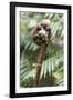 Koru Spiral Shaped Unfurling Silver Fern Fronds, Fiordland National Park, South Island-Stuart Black-Framed Photographic Print