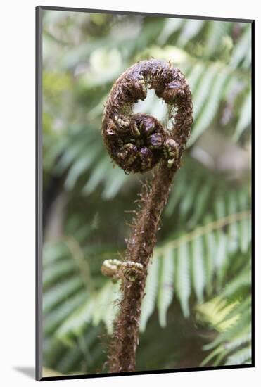 Koru Spiral Shaped Unfurling Silver Fern Fronds, Fiordland National Park, South Island-Stuart Black-Mounted Photographic Print