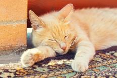 Sleeping Red Cat-Kosobu-Photographic Print