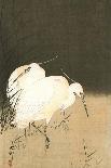 Sparrows and Wisteria-Koson Ohara-Giclee Print