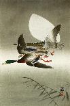 Swallows and Wisteria-Koson Ohara-Giclee Print