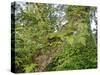 Kosrae, Micronesia. Ferns and other tropical plants climb a tree.-Yvette Cardozo-Stretched Canvas