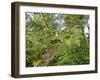 Kosrae, Micronesia. Ferns and other tropical plants climb a tree.-Yvette Cardozo-Framed Photographic Print