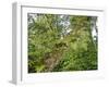 Kosrae, Micronesia. Ferns and other tropical plants climb a tree.-Yvette Cardozo-Framed Photographic Print