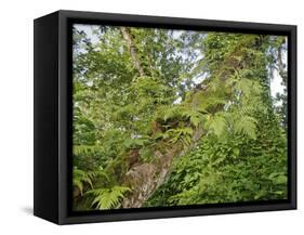 Kosrae, Micronesia. Ferns and other tropical plants climb a tree.-Yvette Cardozo-Framed Stretched Canvas