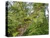 Kosrae, Micronesia. Ferns and other tropical plants climb a tree.-Yvette Cardozo-Stretched Canvas