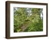 Kosrae, Micronesia. Ferns and other tropical plants climb a tree.-Yvette Cardozo-Framed Photographic Print