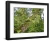 Kosrae, Micronesia. Ferns and other tropical plants climb a tree.-Yvette Cardozo-Framed Photographic Print