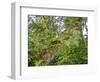 Kosrae, Micronesia. Ferns and other tropical plants climb a tree.-Yvette Cardozo-Framed Photographic Print