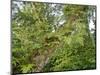 Kosrae, Micronesia. Ferns and other tropical plants climb a tree.-Yvette Cardozo-Mounted Photographic Print