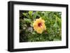 Kosrae, Micronesia. Hibiscus flower growing on bush.-Yvette Cardozo-Framed Photographic Print