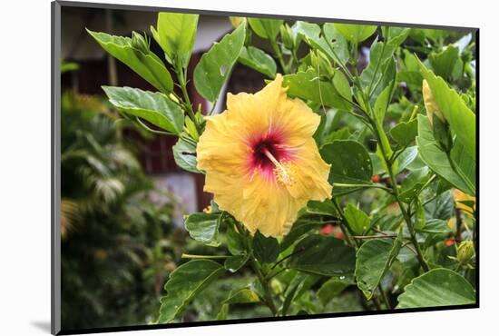 Kosrae, Micronesia. Hibiscus flower growing on bush.-Yvette Cardozo-Mounted Photographic Print