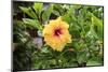 Kosrae, Micronesia. Hibiscus flower growing on bush.-Yvette Cardozo-Mounted Photographic Print