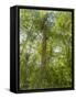 Kosrae, Micronesia. Ka tree covered with ferns in Yela, a protected ka forest.-Yvette Cardozo-Framed Stretched Canvas