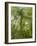 Kosrae, Micronesia. Ka tree covered with ferns in Yela, a protected ka forest.-Yvette Cardozo-Framed Photographic Print