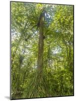 Kosrae, Micronesia. Ka tree covered with ferns in Yela, a protected ka forest.-Yvette Cardozo-Mounted Photographic Print