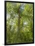 Kosrae, Micronesia. Ka tree covered with ferns in Yela, a protected ka forest.-Yvette Cardozo-Framed Photographic Print