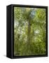 Kosrae, Micronesia. Ka tree covered with ferns in Yela, a protected ka forest.-Yvette Cardozo-Framed Stretched Canvas