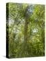 Kosrae, Micronesia. Ka tree covered with ferns in Yela, a protected ka forest.-Yvette Cardozo-Stretched Canvas