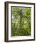 Kosrae, Micronesia. Ka tree covered with ferns in Yela, a protected ka forest.-Yvette Cardozo-Framed Photographic Print