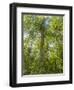 Kosrae, Micronesia. Ka tree covered with ferns in Yela, a protected ka forest.-Yvette Cardozo-Framed Photographic Print