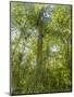 Kosrae, Micronesia. Ka tree covered with ferns in Yela, a protected ka forest.-Yvette Cardozo-Mounted Photographic Print