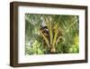 Kosrae, Micronesia. Ripe coconuts growing on a coconut tree.-Yvette Cardozo-Framed Photographic Print