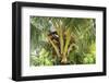 Kosrae, Micronesia. Ripe coconuts growing on a coconut tree.-Yvette Cardozo-Framed Photographic Print