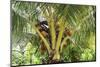 Kosrae, Micronesia. Ripe coconuts growing on a coconut tree.-Yvette Cardozo-Mounted Photographic Print
