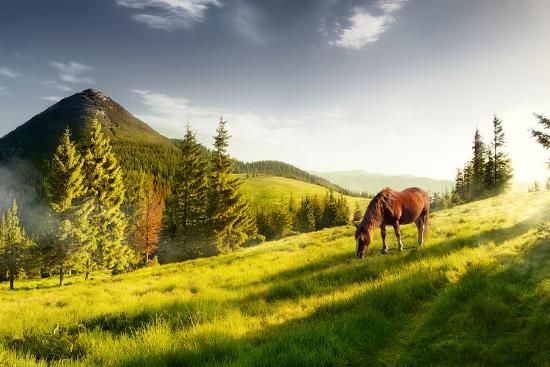 Premium Photographic Print, , large