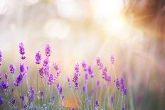 Lavender Bushes Closeup on Sunset. Lavender Field Closeup. Blooming Lavender.Sunset Gleam over Purp-Kotkoa-Laminated Photographic Print