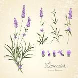 Vintage Set of Lavender Flowers Elements. Botanical Illustration. . Lavender Hand Drawn. Watercolor-Kotkoa-Mounted Art Print