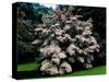 Kousa Dogwood trees (Cornus kousa) in a garden, United States National Arboretum, Washington DC...-null-Stretched Canvas